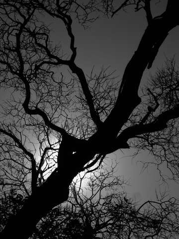 Tree silhouette