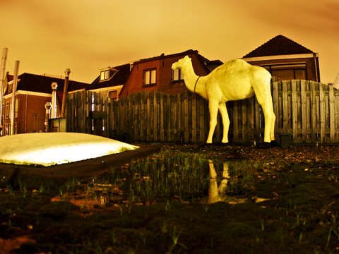 Camel in leiden holland