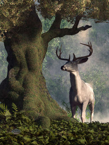 The white stag