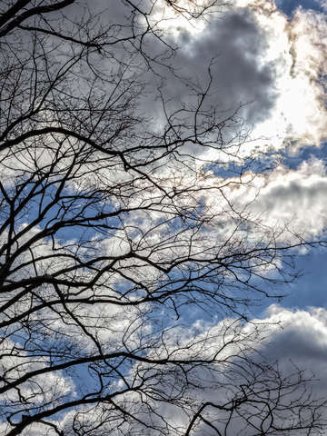 Branches and clouds