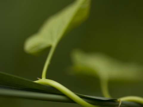 Green world