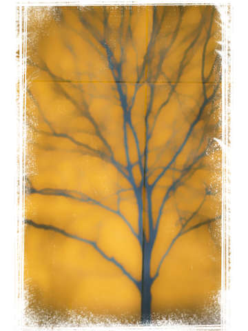 Shadow of winter