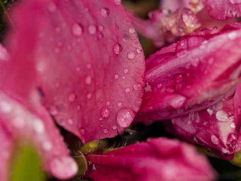 Tyler texas azalea trail raindrops 01