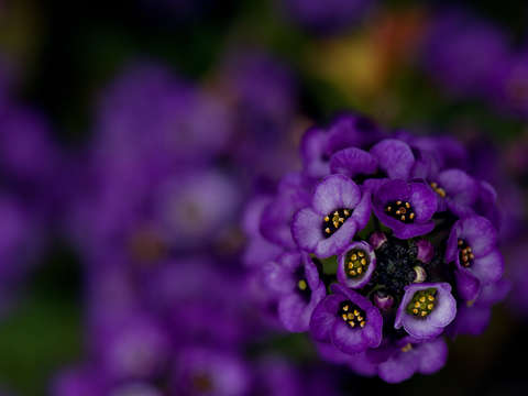 Purple spring flowers