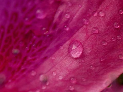 Tyler texas azalea trail raindrops 02