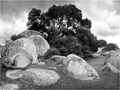 Anza borrego oak