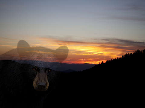 Black bear sunset