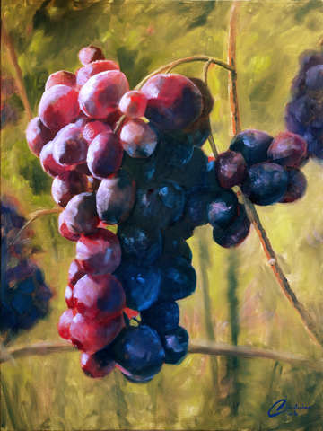 Ripe-wine-grapes-iv