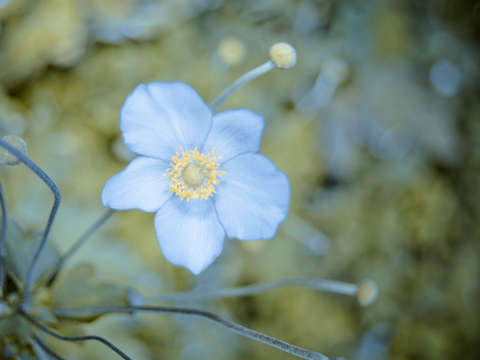 Pastel blue 2