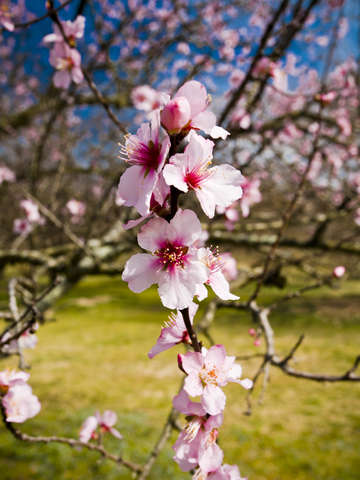 Almond blush 2