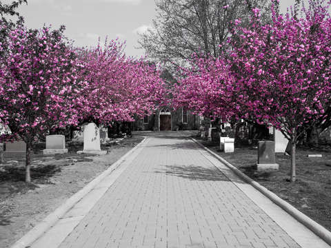 Cemetery Spring