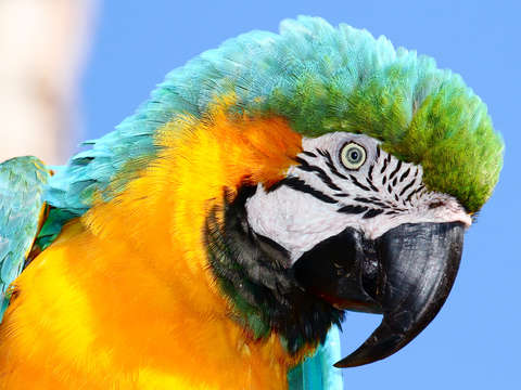 Blue and Gold Macaw