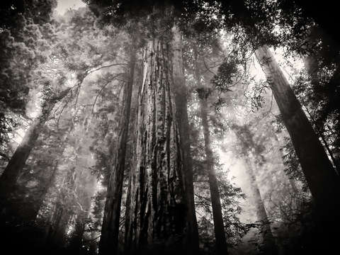 Sun in forest