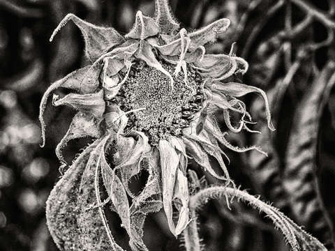 Sunflower 5