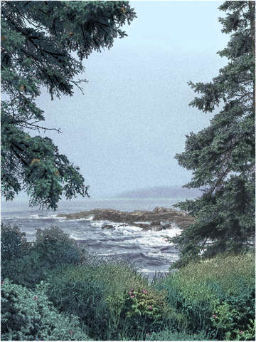 Twin spruces ii