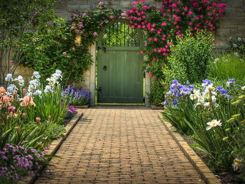The garden 3