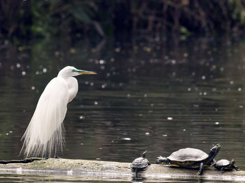 Egret and turtles