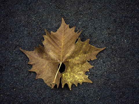 Leaf on Ground