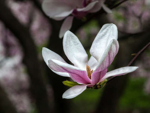 Magnolia 5