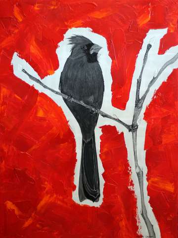 Black Cardinal