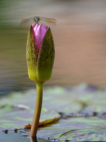 Dragonfly 2