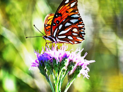 Butterfly 3