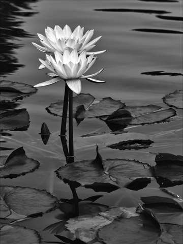 Water lily 2
