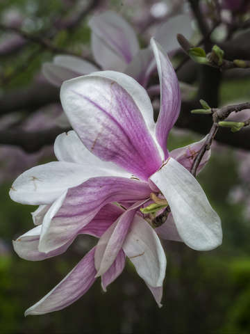 Magnolia blossom 9