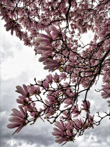 Magnolias and clouds