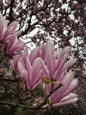 Magnolia blossom 10