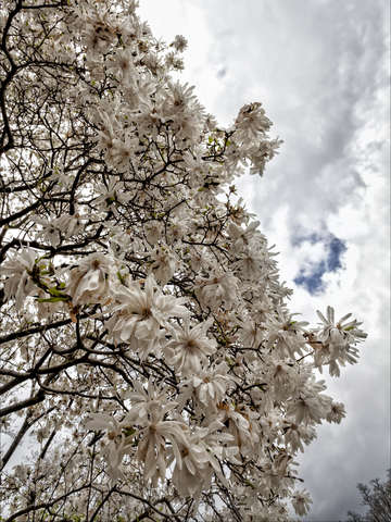 Magnolias and Clouds