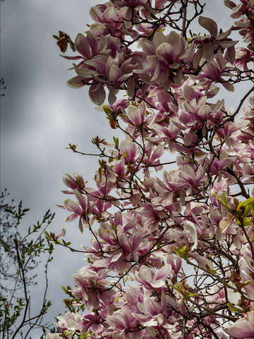 Magnolias and clouds 3