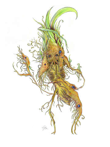 Spring rhizome