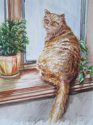 Sheltered house cat
