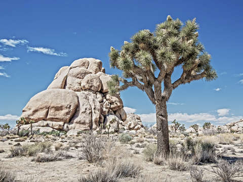 Rock and tree