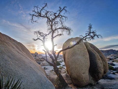 Sunrise between branches