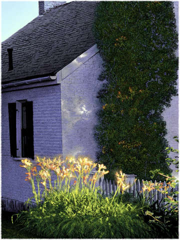 Aunt tines daylilies