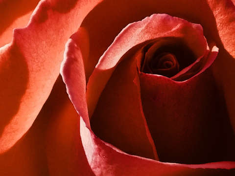 Red rose 5