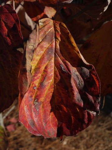 Autumn magnolia leaf 2