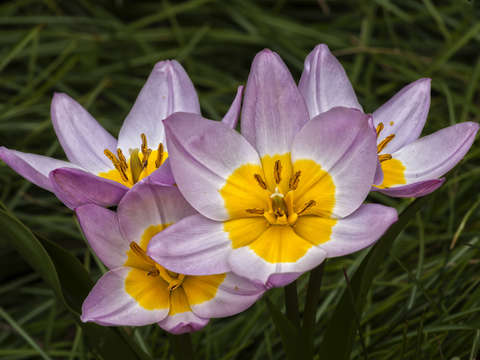Spring flowers
