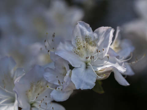 Morning light 3