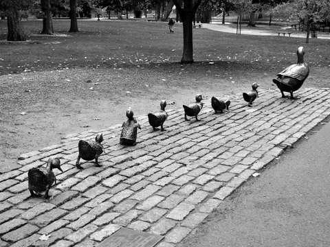Ducklings