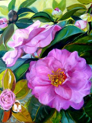 Winter camellia ii