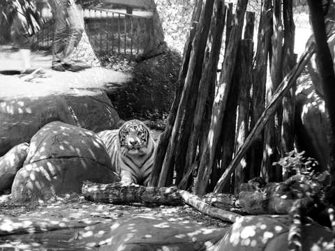 Caged white tiger