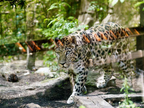 Leopard