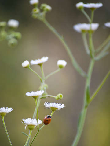Spring ladybug