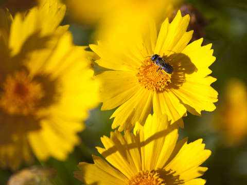 Yellow honeybee