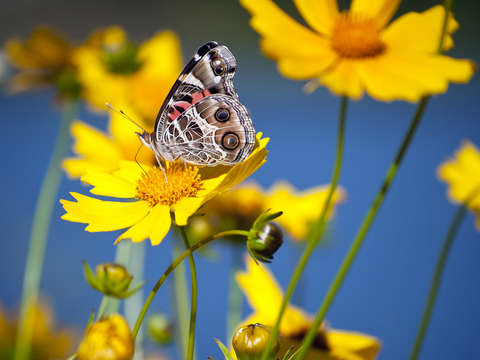 Butterfly proboscis