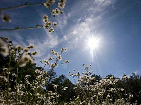 Wildflower sunshine