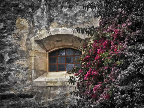 Flowers on adobe